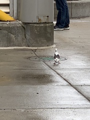 Columba livia domestica