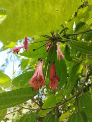 Bomarea hirsuta