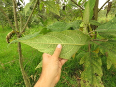 Verbesina arborea