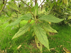 Verbesina arborea