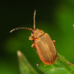 Neogalerucella