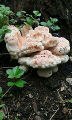 Fungi