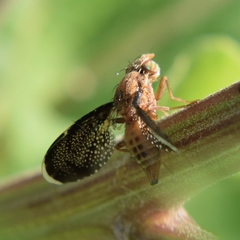 Eutreta noveboracensis