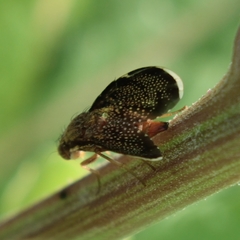 Eutreta noveboracensis