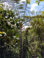 Sphaeropteris