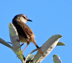 Prinia subflava pondoensis