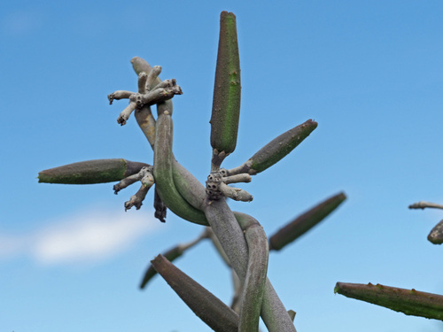 Cynanchum gerrardii