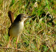 Prinia subflava pondoensis