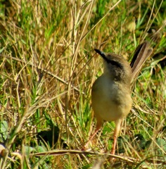 Prinia subflava pondoensis