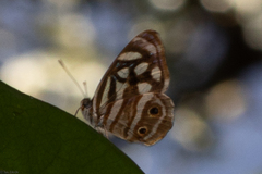 Dynamine postverta postverta