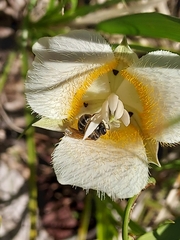 Halictus virgatellus