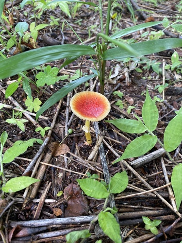 Amanita rubrovolvata