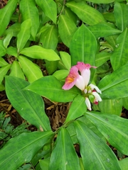 Costus phyllocephalus