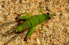Thericleidae