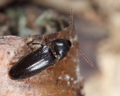 Isarthrus rufipes