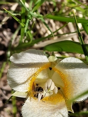 Halictus virgatellus