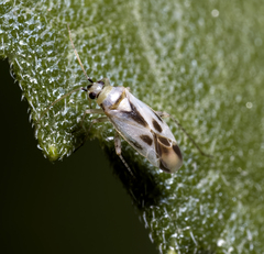 Plagiognathus albatus