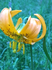 Lilium pardalinum wigginsii