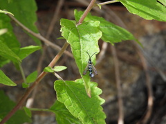 Carmenta engelhardti