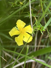 Hypericum brachyphyllum
