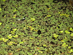 Azolla filiculoides