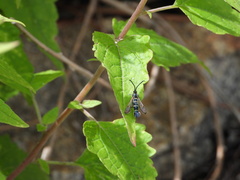 Carmenta engelhardti