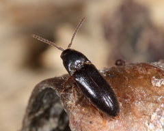 Isarthrus rufipes