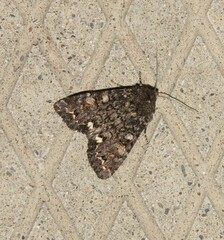 Melanchra pulverulenta