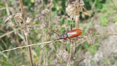 Deretrachys pellitus