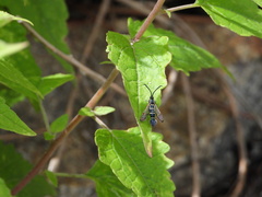 Carmenta engelhardti