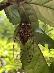 Tanna sozanensis