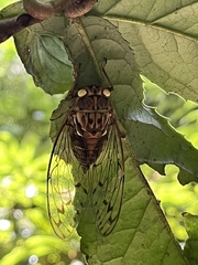 Tanna sozanensis