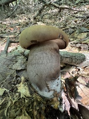 Tylopilus atronicotianus
