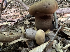 Tylopilus atronicotianus