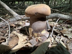 Tylopilus atronicotianus