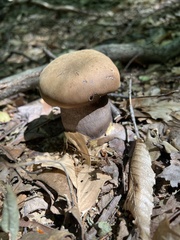 Tylopilus atronicotianus