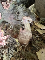 Tylopilus atronicotianus