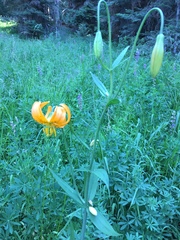 Lilium pardalinum wigginsii