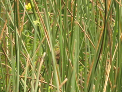 Pseudocolopteryx acutipennis