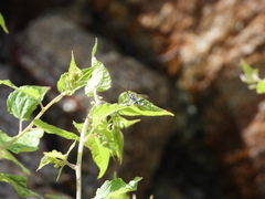 Carmenta engelhardti