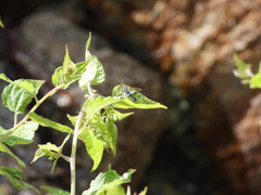Carmenta engelhardti