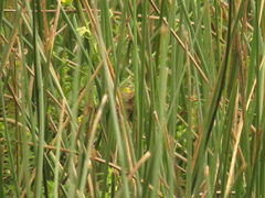 Pseudocolopteryx acutipennis