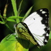 African Common White - Photo (c) Peter Vos, some rights reserved (CC BY-NC), uploaded by Peter Vos