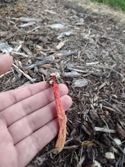 Phallus rugulosus