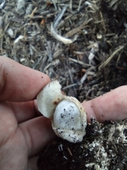 Phallus rugulosus