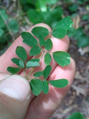 Thalictrum macrostylum