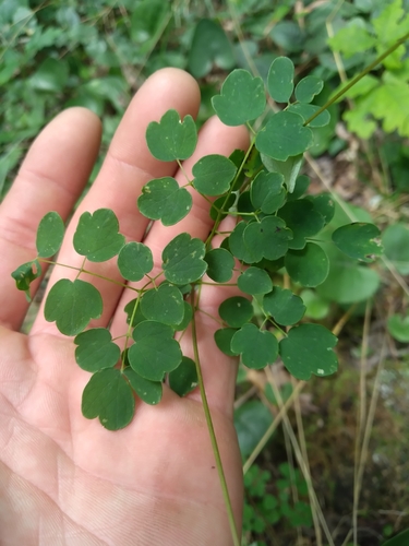 Image of Thalictrum macrostylum by (c) Scott Ward, some rights reserved (CC BY)