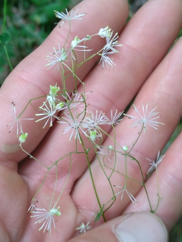 Image of Thalictrum macrostylum by (c) Scott Ward, some rights reserved (CC BY)