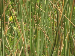 Pseudocolopteryx acutipennis