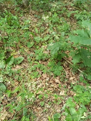 Thalictrum macrostylum